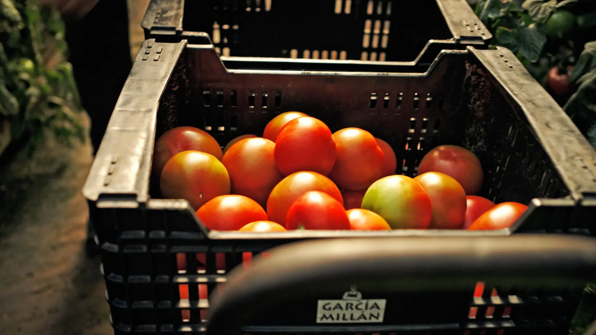 tomates recien recolectados sostenible garcia millan